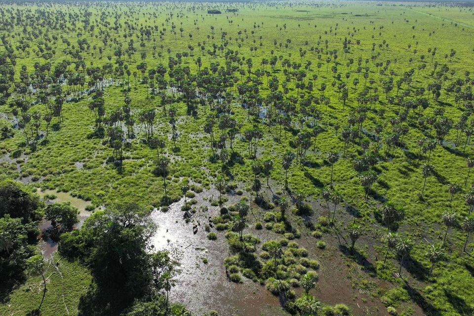 Grassland restoration project in Boomitra